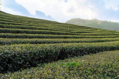 Green tea field landscape at Doi Mae Salong, Chiangrai Thailand. Green tea leaf extract Ready to harvest