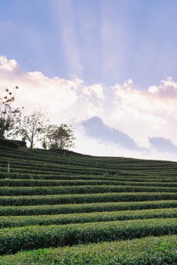 Green tea field landscape at Doi Mae Salong, Chiangrai Thailand. Green tea leaf extract Ready to harvest
