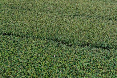 Green tea field landscape at Doi Mae Salong, Chiangrai Thailand. Green tea leaf extract Ready to harvest