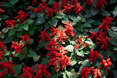 red flower spikes and dark green leaves of Red Salvia. Salvia splendens or the scarlet sage