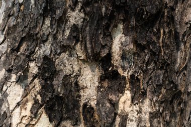 Sıcak güneş ışığında ağaç kabuğu dokusu. Ağaç kabuğunun kabartmalı dokusu. Ahşap doku.