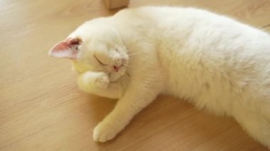 Şirin kedi evde kendini tımar ediyor. Kedi pençelerini yalıyor ve yüzünü yıkıyor..