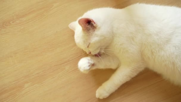Słodki Kot Przygotowuje Się Domu Kot Lizanie Łap Mycie Twarzy — Wideo stockowe