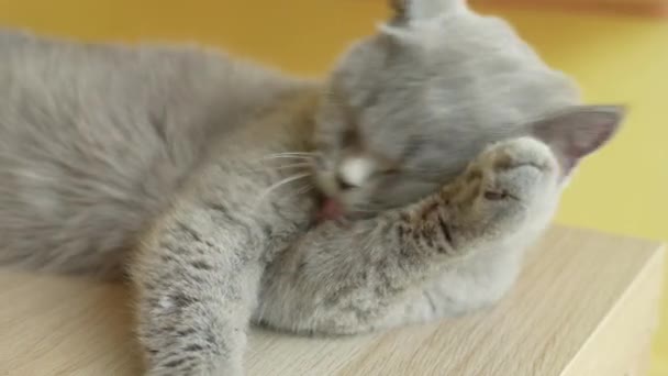 かわいい猫は家で身だしなみをしている 猫なめる足と洗顔 — ストック動画