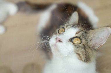 cute cat looking around, concept of pets, domestic animals. Close-up portrait of cat sitting down looking around