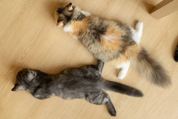 Cats Butt Pads Paws Seen Image Selective Focus Closeup Gray — 图库照片