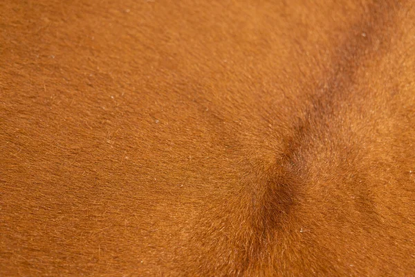 Tierhaare Aus Fell Kuhleder Textur Background Brown Natürliche Kuhfell Texture — Stockfoto