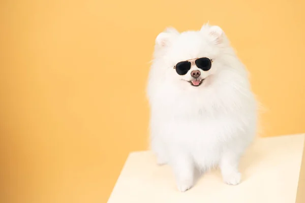 Biały Pomorczyk Okularach Przeciwsłonecznych Pomorski Pies Żółtym Tłem Przestrzeń Kopiowania — Zdjęcie stockowe