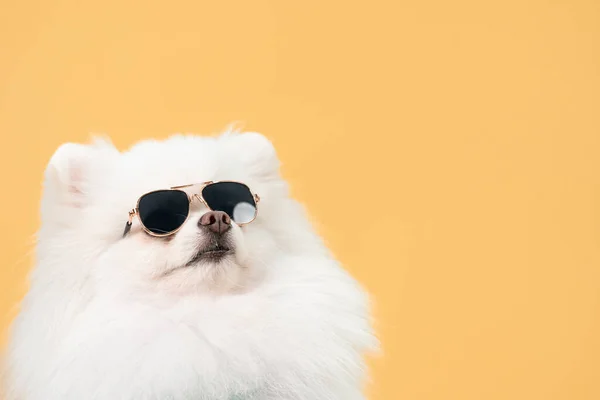 Biały Pomorczyk Okularach Przeciwsłonecznych Pomorski Pies Żółtym Tłem Przestrzeń Kopiowania — Zdjęcie stockowe