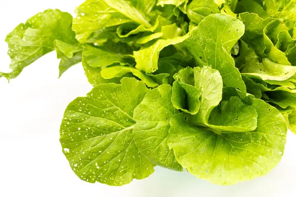 Friss Zöld Saláta Saláta Saláta Levelek Jelölések Rovar Csípések Izolált — Stock Fotó