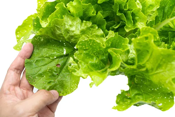 Friss Zöld Saláta Saláta Saláta Levelek Jelölések Rovar Csípések Izolált — Stock Fotó