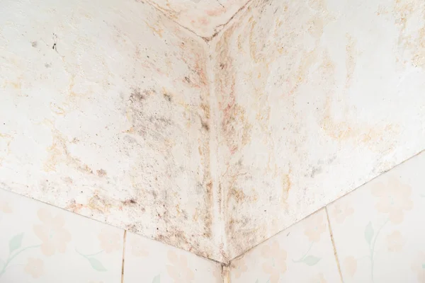 Toxic mold growth. Damp water damaged building. mold in the corner of your bathroom. Water damage building interior.