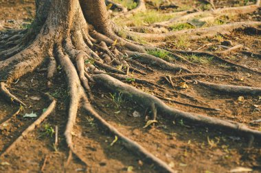 Beautiful intertwining roots of trees on sunny day. Roots of big tree. Tree roots overgrown on the ground. clipart