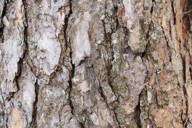 Old rough bark of a greenish pine tree. Textures in the weathered bark of a crimean pine. detail of pine tree bark texture, natural background.