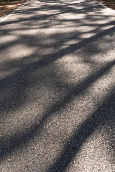 Road with tree shadows. Dark tree abstract shadows with leaves of city asphalt street road into sun light.