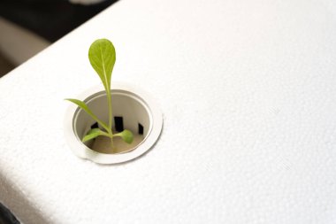 Kirsiz İç Tarım Sistemi 'nde büyüyen Hidrofonik Tohumlar. Hidroponik sistemde beyaz bir panoda filizlenen küçük fideler. Organik üretim ve gelecekteki gıda sistemleri. Boşluğu kopyala.