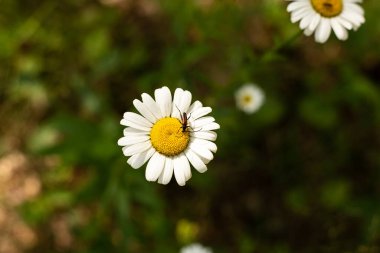 Yeşil arka planı olan bir çiçeğin üzerindeki küçük bir böcek. Papatyadaki bir böcek.