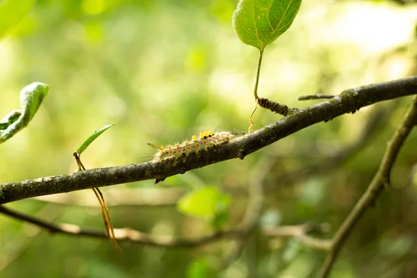Üzerinde Yaprak Olan Bir Dalda Tırtıl Dalın Üzerinde Yeşil Bir — Stok fotoğraf