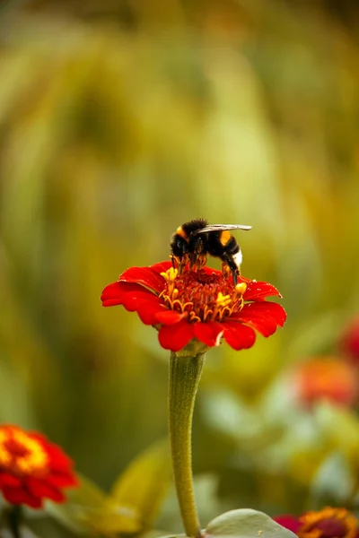 Eine Hummel Auf Der Roten Blume Makro Hummel Sammelt Pollen — Stockfoto