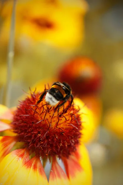Eine Hummel Auf Einer Blume Mit Gelbem Hintergrund Eine Hummel — Stockfoto