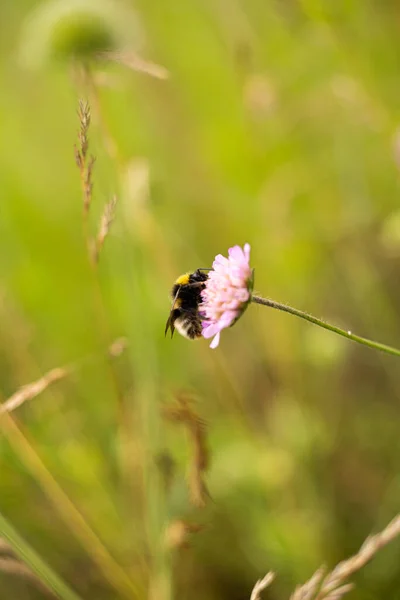 Pszczółka Różowym Kwiatku Zielonym Tle Pszczoła Zbierająca Pyłek — Zdjęcie stockowe