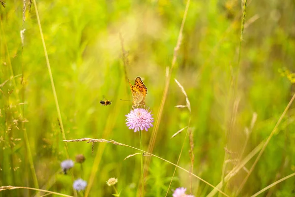 Бабочка Сидит Цветке Заднем Плане Летит Пчела Оранжевая Бабочка Сидит — стоковое фото