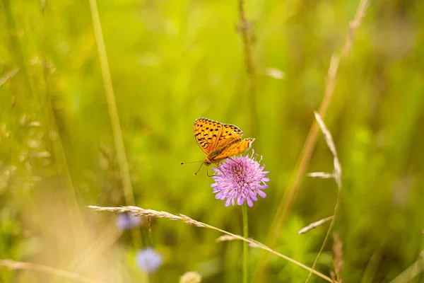Oranžovém Motýlovi Fialovém Květu Trávě Makro Motýl Louce — Stock fotografie
