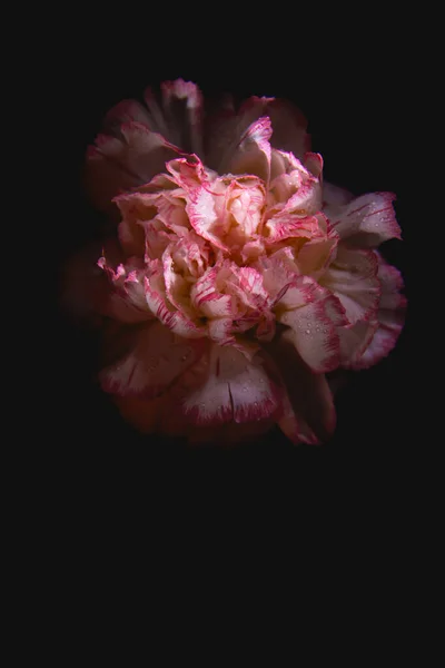 stock image White carnation with a pink edging on the black background. White carnation in a soft light.