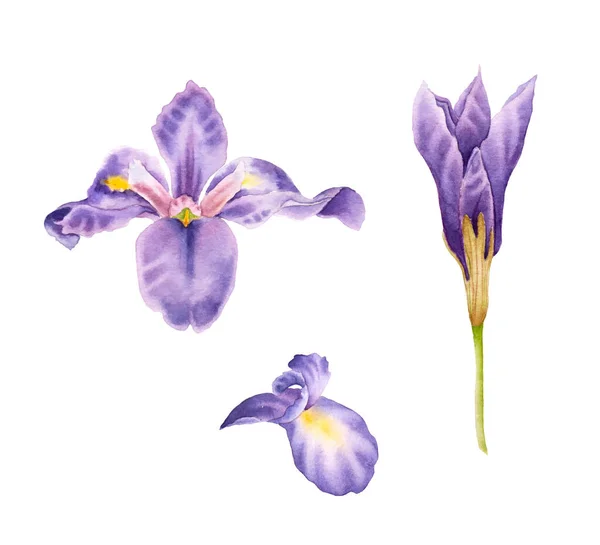 Set Hand Drawn Watercolor Irises Watercolor Purple Iris — Stock Vector