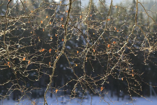 녹아내리는 물방울로 뒤덮인 가지들 — 스톡 사진