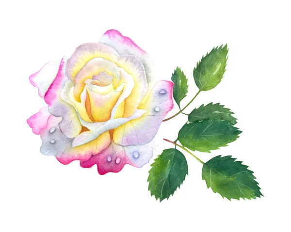Acquerello Disegnato Mano Rosa Bianca Rosa Con Foglie Verdi — Vettoriale Stock