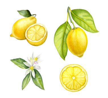 El yapımı suluboya vektör limonları izole etti. Beyaz arka planda suluboya botanik limonları. Suluboya limon dalı, limon çiçeği, bir dilim limon.