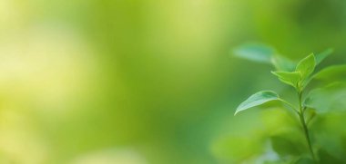 Modern yaprak bokeh arkaplan, sakin ve güzel bir görsel deneyim için mükemmel.