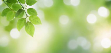 Parlak yeşil yaprak bokeh arka planının mutluluk verici cazibesini deneyimleyin, yaratıcı projelerinize canlandırıcı ve canlandırıcı bir dokunuş sunar.