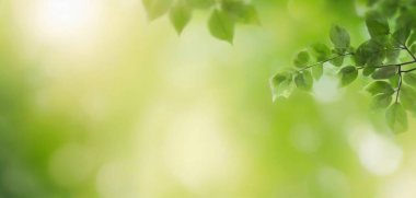 Evinizi ya da ofisinizi geliştiren huzurlu ve güzel bir görüntü sunan bir duvar kağıdıyla koridorunuzdaki rahatlatıcı ortam.