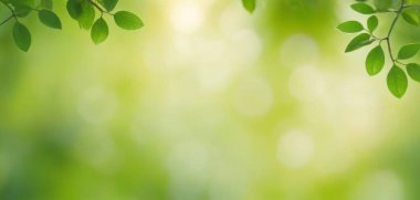 Huzurlu bir yaprak bokeh arka plan duvar kağıdı, dingin ve ferahlatıcı bir görsel sunuyor odak ve rahatlama teşvik.