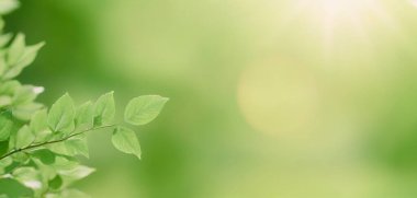 Yolculuk pankartlarınızdaki dinamik yaprak bokeh arka planda macera ve tazelik hissi uyandırıyor, seyahat tekliflerinizi öne çıkarıyor.