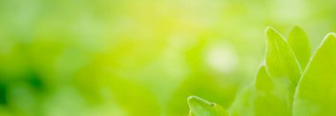 Canlı yeşil bir yaprağın üzerindeki çiğ damlalarının yakın plan görüntüsü. Yumuşak bokeh ile kaliteli arkaplan fotoğrafı, afiş, poster ve web sitesi tasarımı için arkaplan.