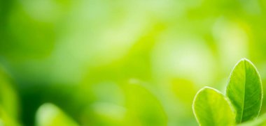 Taze sabah çiği, bir yaprağın üzerinde parıldıyor dingin bir arkaplanda. Yumuşak bokeh ile kaliteli arkaplan fotoğrafı, afiş, poster ve web sitesi tasarımı için arkaplan.