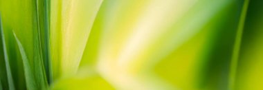 Taze yeşil bir yaprağın üzerinde sabah çiy damlaları parıldıyor. Yumuşak bokeh ile kaliteli arkaplan fotoğrafı, afiş, poster ve web sitesi tasarımı için arkaplan.