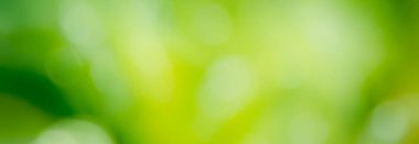 Yumuşak, yeşil bir bulanıklık tarafından çerçevelenmiş su damlacıkları ile yaprak. Yumuşak bokeh ile kaliteli arkaplan fotoğrafı, afiş, poster ve web sitesi tasarımı için arkaplan.