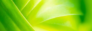 Yumuşak çiğ ve bulanık efektli parlak yeşil bir yaprak. Yumuşak bokeh ile kaliteli arkaplan fotoğrafı, afiş, poster ve web sitesi tasarımı için arkaplan.