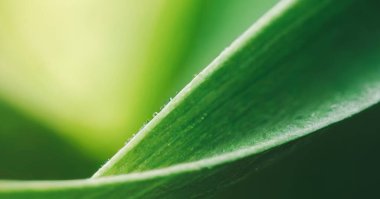 Bulanık yeşil bokeh arkaplan resmi. Yumuşak bokeh ile kaliteli arkaplan fotoğrafı, afiş, poster ve web sitesi tasarımı için arkaplan.