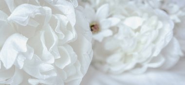 Beyaz çiçek yapraklarının karmaşık dokusunu ve narin güzelliğini gösteren yakın çekim görüntüsü. Afişler ve posterler için güzel ve yumuşak renk tonlarına sahip modern fotoğraflar.