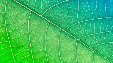 Detaylı makro fotoğraf yeşil bir yaprağın üzerindeki karmaşık damar ve doku ağını gösteriyor. Taze ve modern arka planlar için doğal kaliteli fotoğraflar..