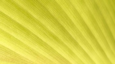 Yeşil yaprağın dokulu yüzeyinin yakın plan fotoğrafı paralel damarlarını gösteriyor. Taze ve modern arka planlar için doğal kaliteli fotoğraflar..