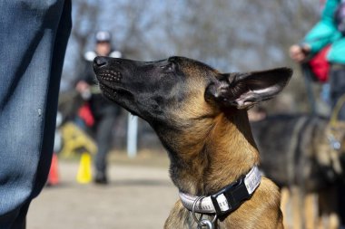  Köpek şovu. Belçikalı Malinois köpeği Portret.