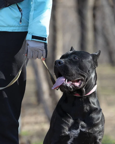 Köpek şovu. Siyah erkek Cane Corso