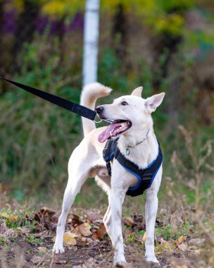 Tasmalı beyaz çoban portresi