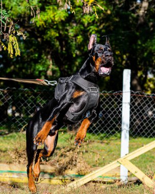 Kara Köpek Doberman atlamada
